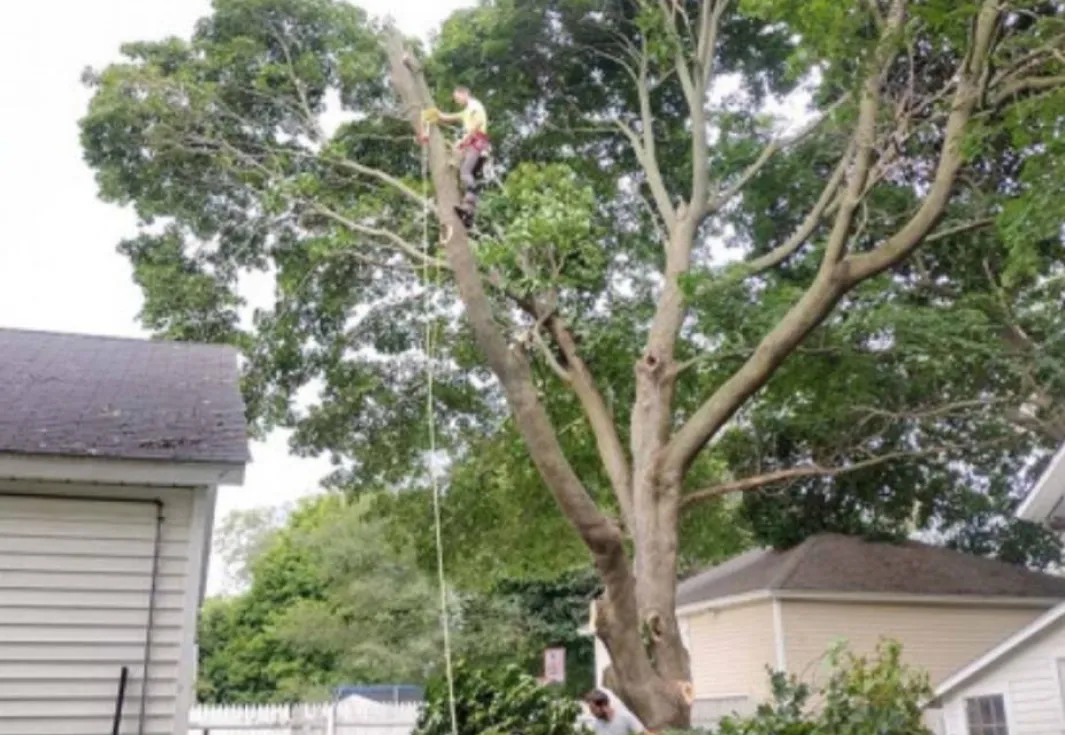 Tree Trimming & Pruning